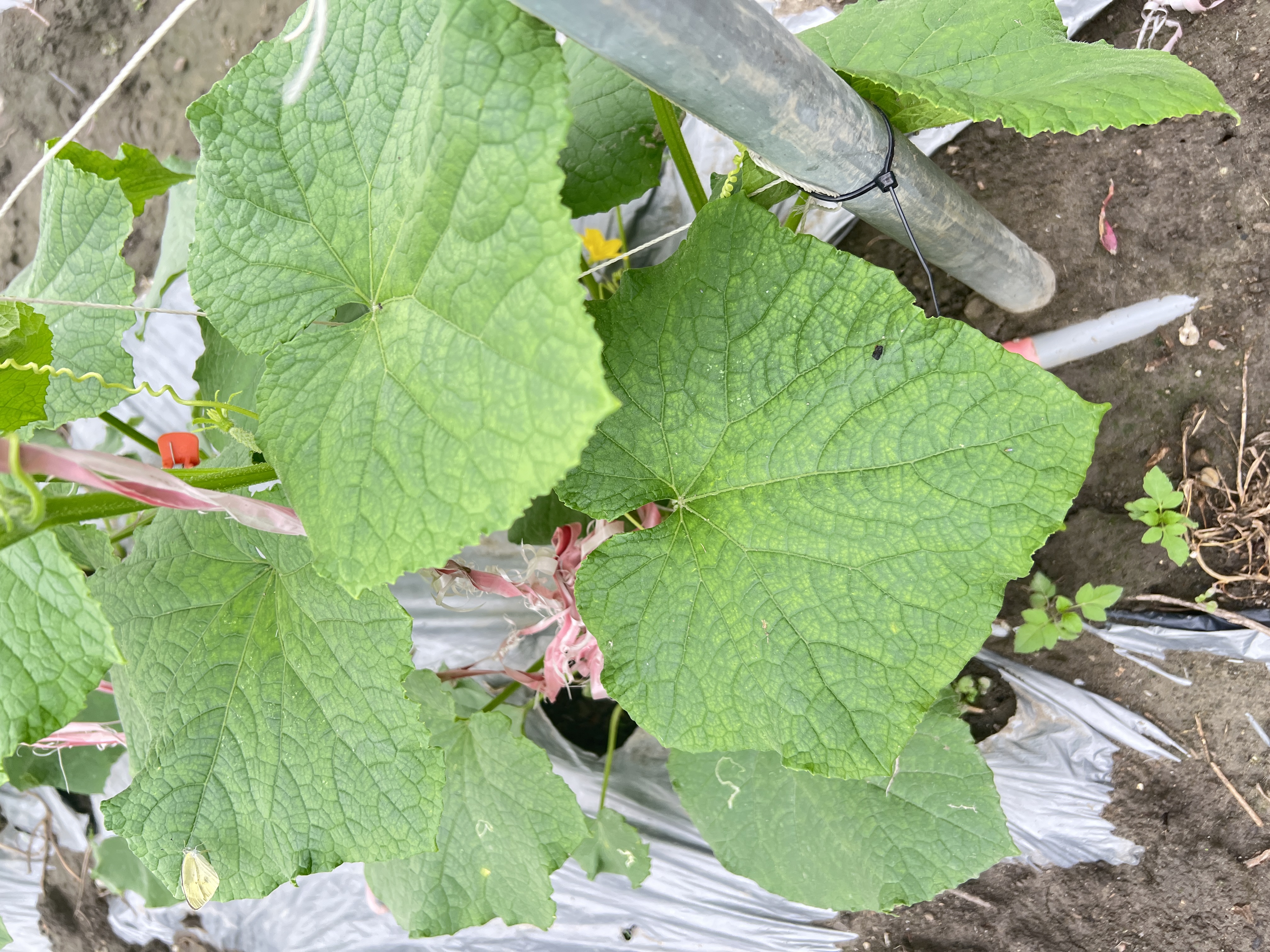 大瓜棚架（田間）