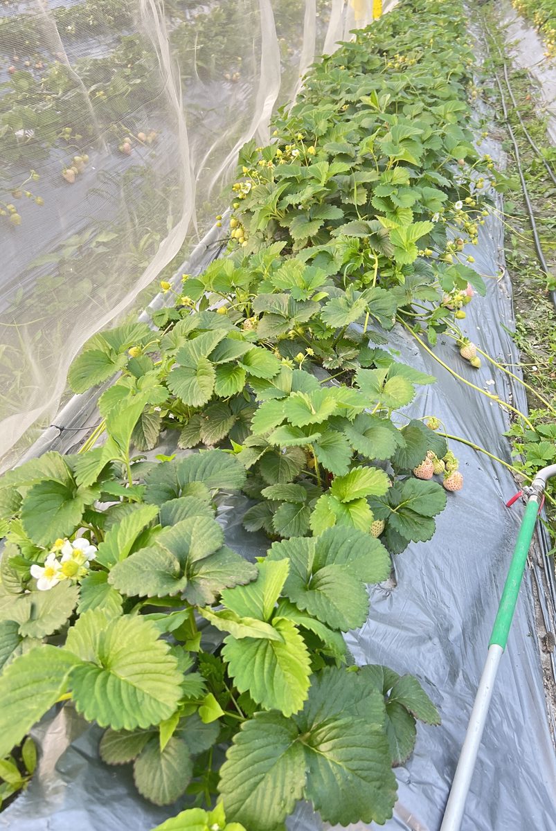 草莓植株（田間）