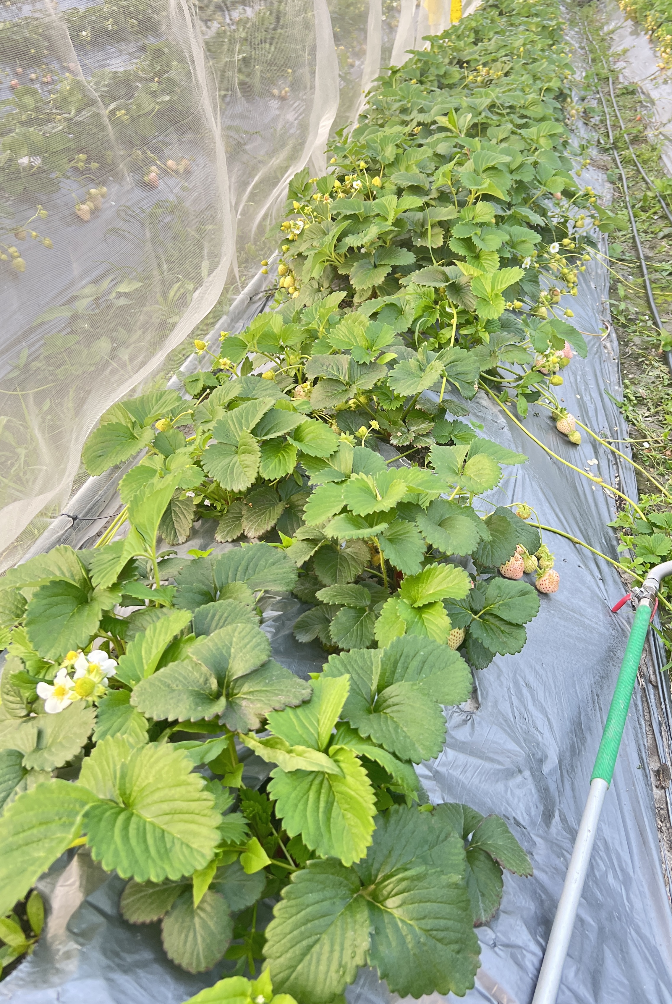 草莓植株（田間）