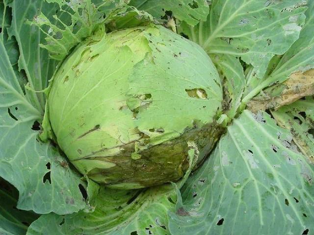 高麗菜—病害示意
