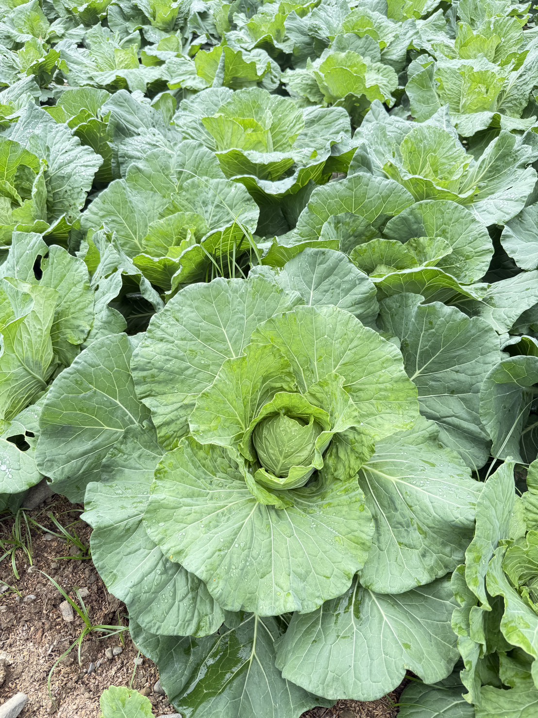 高麗菜—心葉緊實（田間）