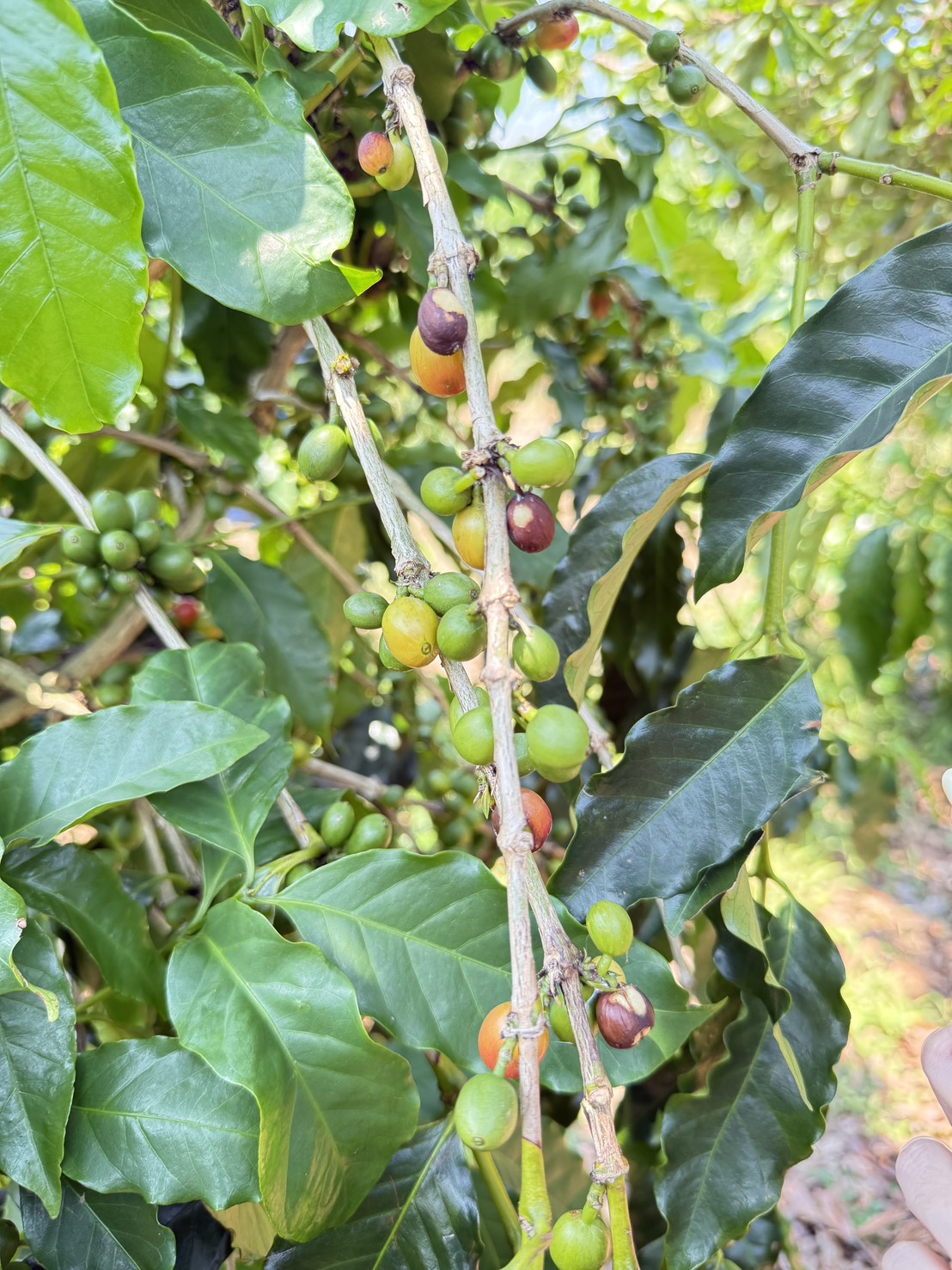 咖啡—果實病斑/蟲傷（田間觀察）