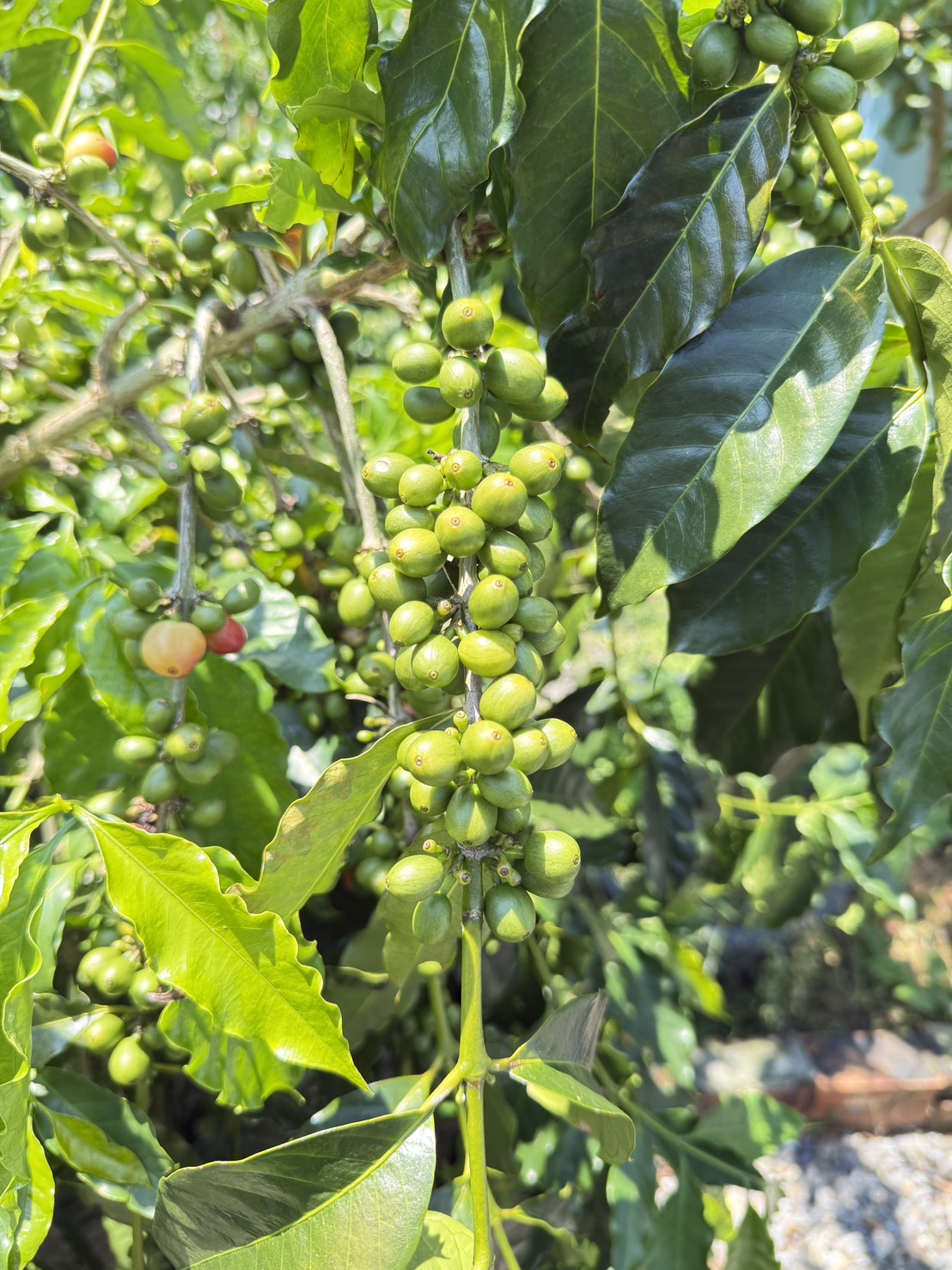 咖啡—結果整齊（田間）