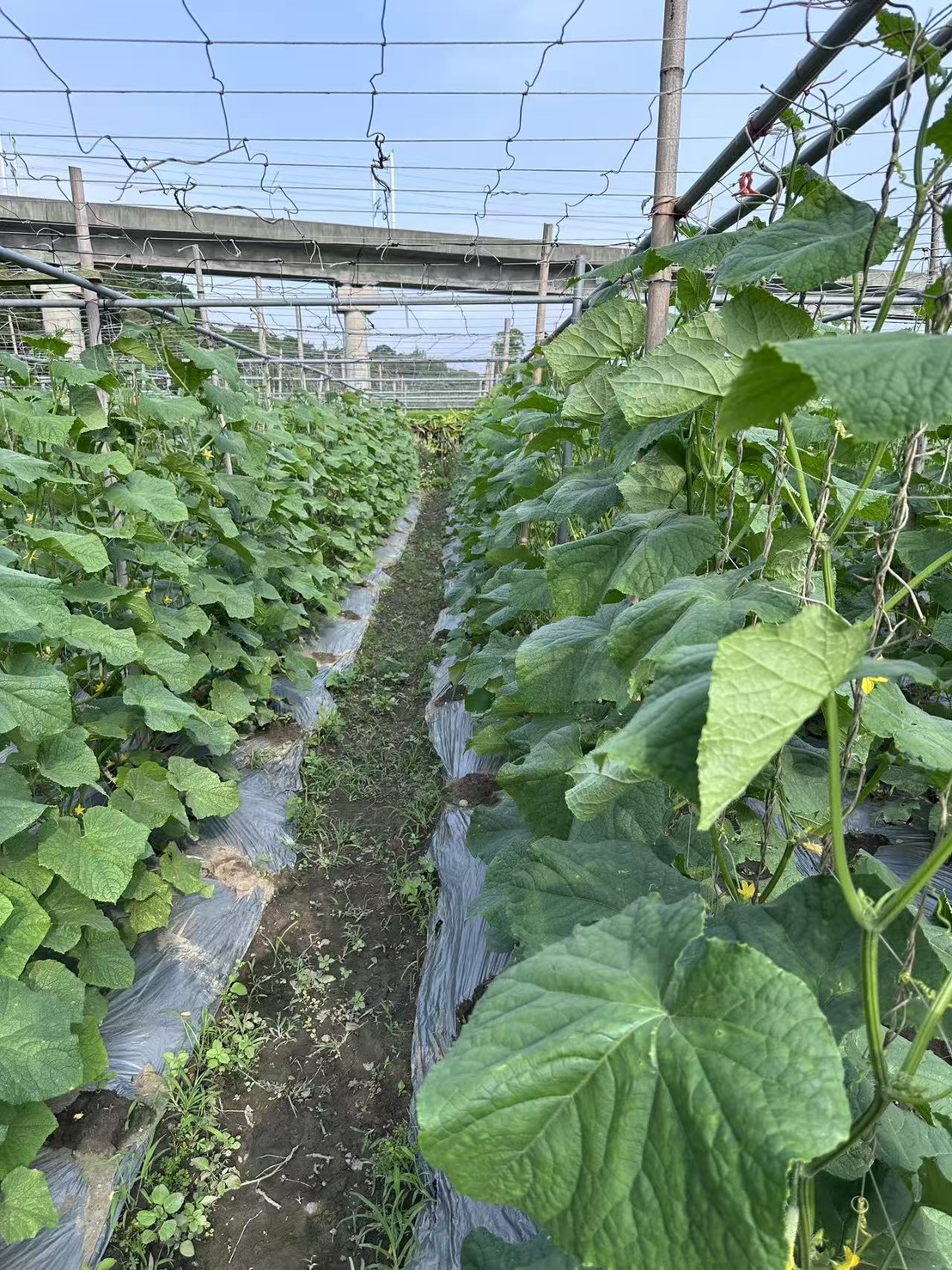 大瓜—棚架通風良好（田間）