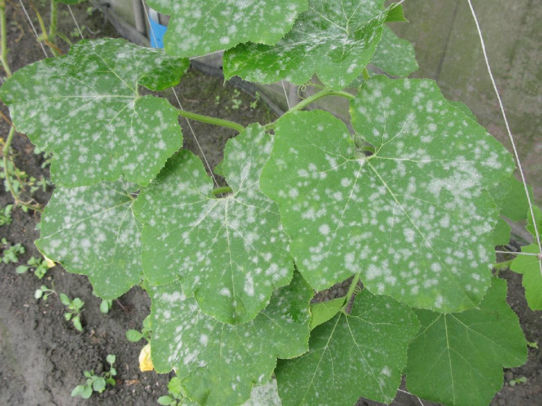 大瓜—白粉病示意