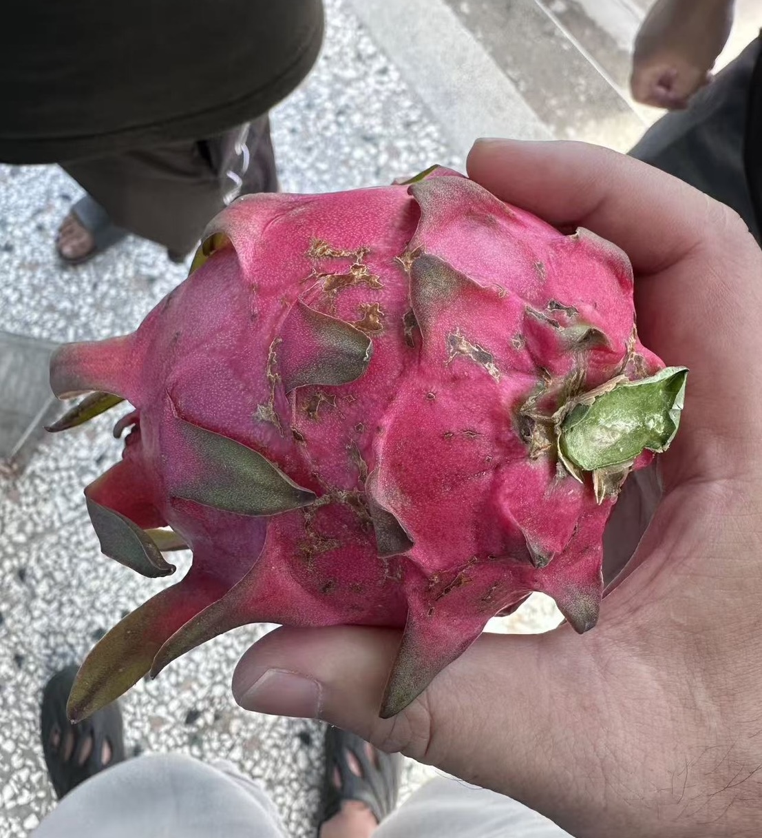 火龍果—果面病斑（田間紀錄）