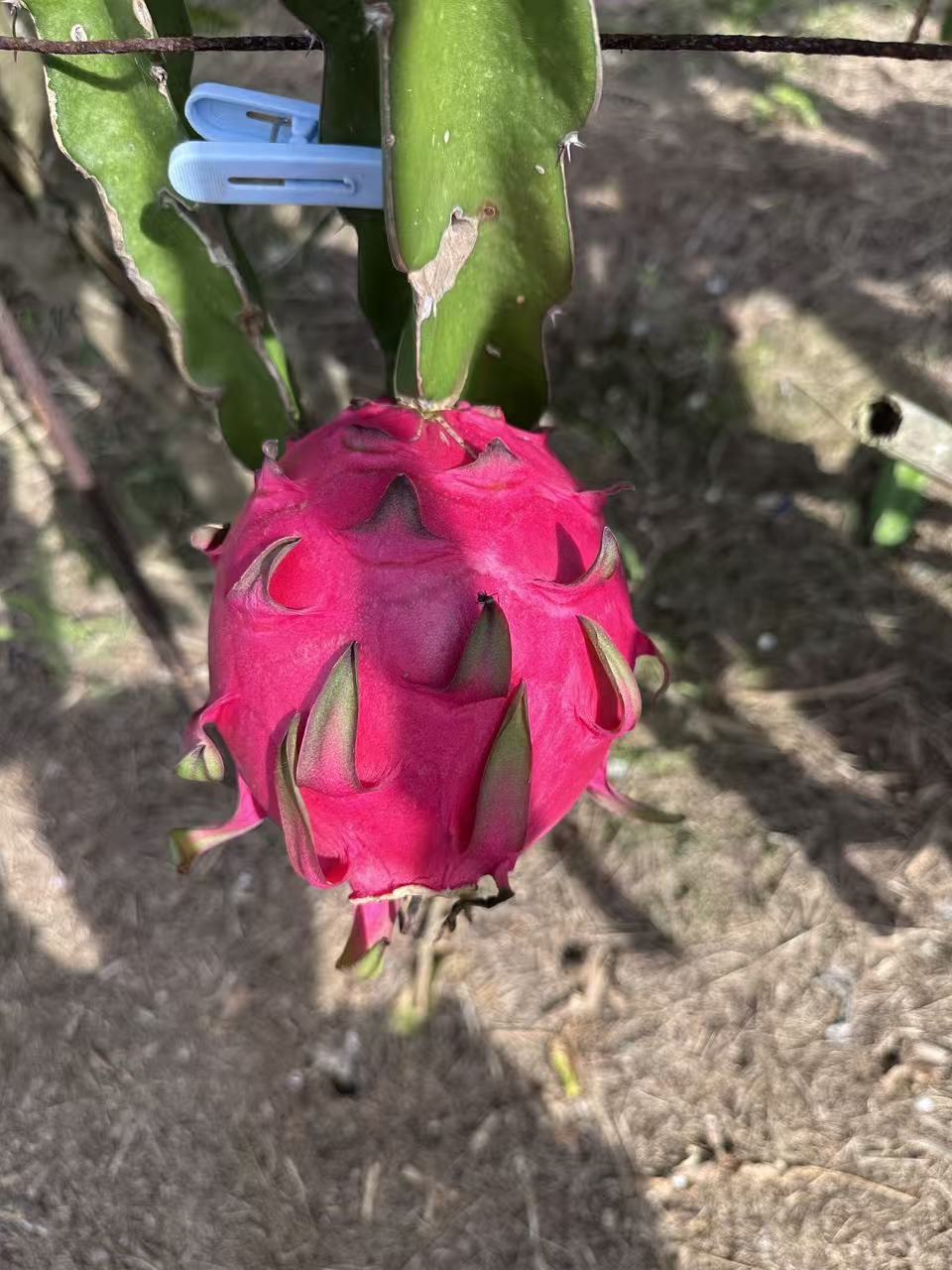 火龍果—外觀飽滿（田間）