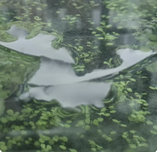 2024/05/28 降解過程