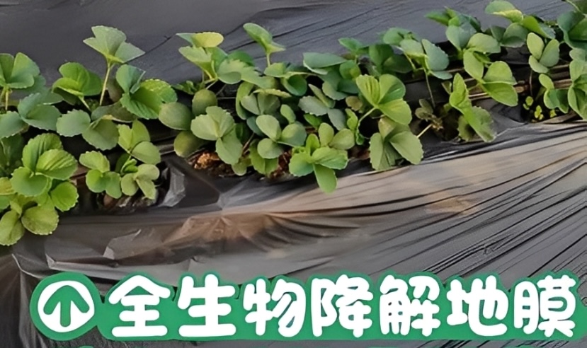 可降解農用地膜（主圖）