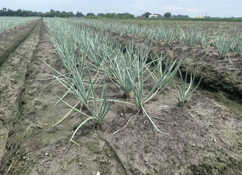 蔥田—土壤裸露，水分易散失，植株長勢不齊