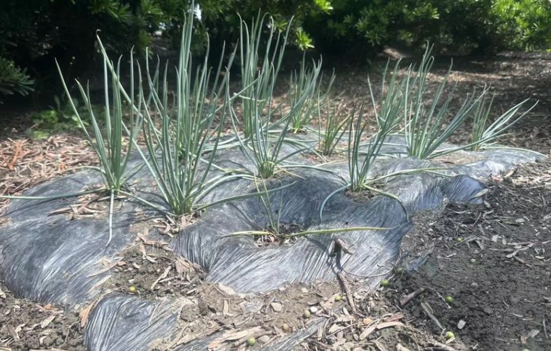 蔥田—覆膜後長勢整齊、行距清楚，栽培更省工