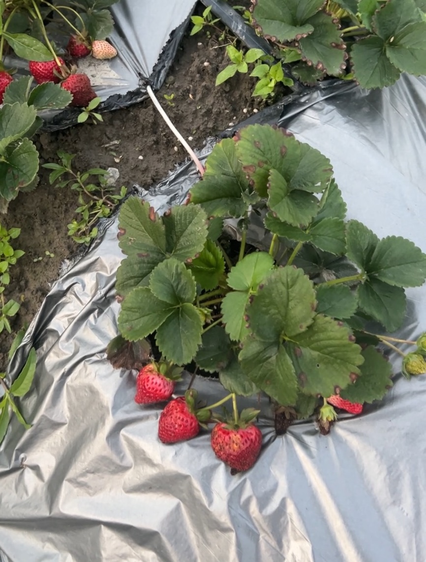 草莓—覆膜破損與雜草干擾（田間）