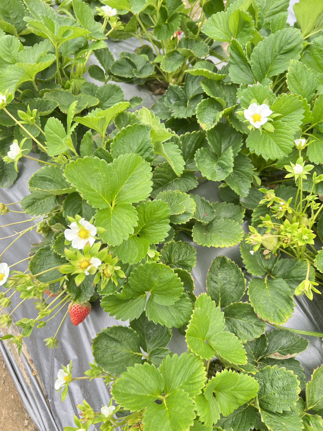 草莓—葉片濃綠、植株勻整（田間）